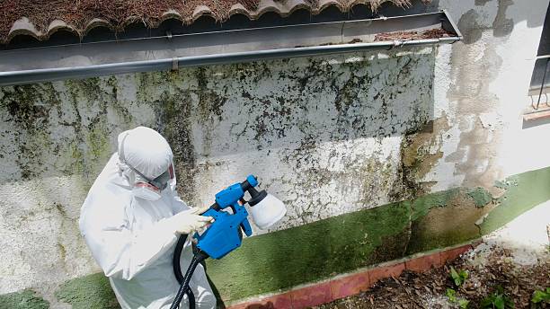 Mold Removal service in Ridgewood